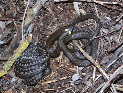 Nyugtalan közötti kapcsolatok a kígyó és a vipera