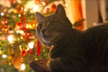 Anul Nou, pom de Crăciun și o pisică - cum să protejeze un pom de Crăciun de la pisici, un pom de Crăciun și o pisică Photo