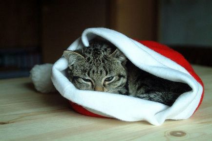 Новий рік, ялинка і кішка - як убезпечити ялинку від кішок, ялинка і кішка фото
