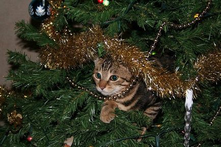 Новий рік, ялинка і кішка - як убезпечити ялинку від кішок, ялинка і кішка фото