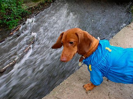 Îmbrăcăminte pentru dachshund-uri cu mâinile lor