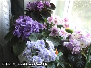 Singuratatea din violete (violet ca muzhegon), violete (senpolia)