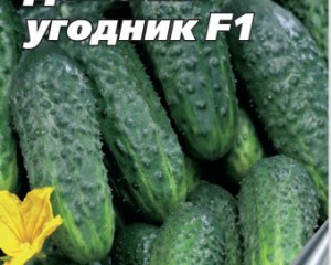 Огірок сім гномів f1