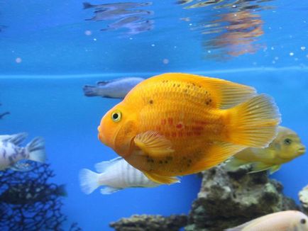 Leírás akváriumi halak papagáj, tartalom, mint a takarmány és a hal betegség