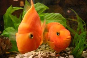 Опис акваріумний риби папуга, зміст, ніж годувати і хвороби риби