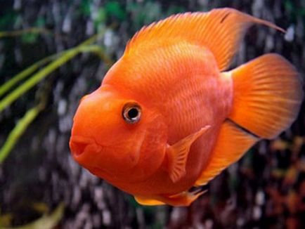 Descrierea de papagal de pește de acvariu, conținutul de alimente decât bolile de hrană și pești