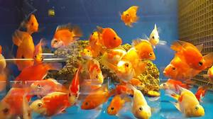 Descrierea de papagal de pește de acvariu, conținutul de alimente decât bolile de hrană și pești