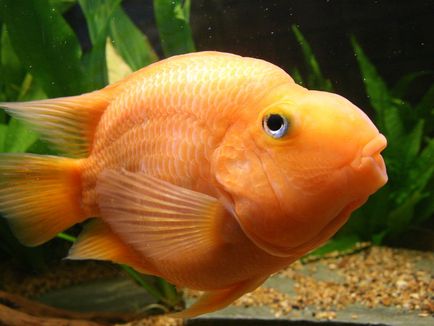 Опис акваріумний риби папуга, зміст, ніж годувати і хвороби риби