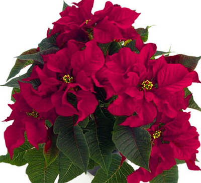 Опис і фото різдвяного квітки пуансетія, а також, який догляд необхідний йому в домашніх