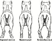 Descrierea rasei de câini de trestie - site-ul crescătorului de câini