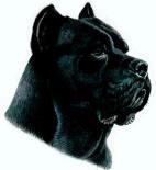 Leírása kutyafajta Cane Corso - site tenyésztő kutyák corsoblack (rock) Leírása kutyafajta Cane Corso - site tenyésztő kutyák corsoblack
