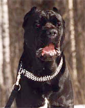 Leírása kutyafajta Cane Corso - site tenyésztő kutyák corsoblack (rock) Leírása kutyafajta Cane Corso - site tenyésztő kutyák corsoblack