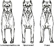 Descrierea rasei de câini de trestie - site-ul crescătorului de câini