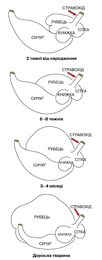 Оптимальний старт для здорових телят