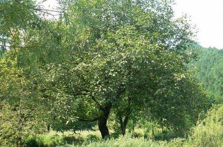 Горіхове дерево особливості вирощування