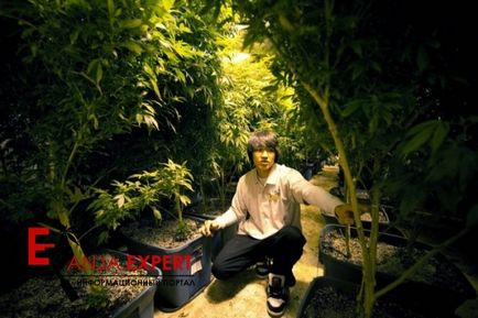 Îngrășământ organic cu mâinile tale pentru marijuana - totul despre canabis, cultivare, semințe de canabis și