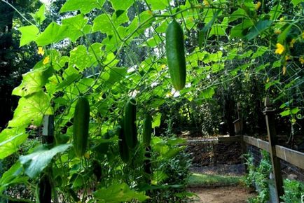 Caracteristici și secrete de cultivare a castraveților
