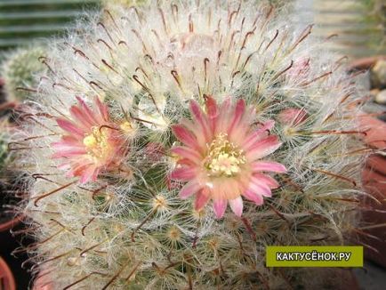 Caracteristici de menținere a cactusilor în timpul iernii