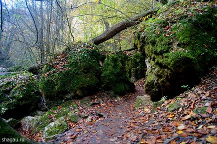 Descoperiți lumea minunată a lago-naki din Adygea