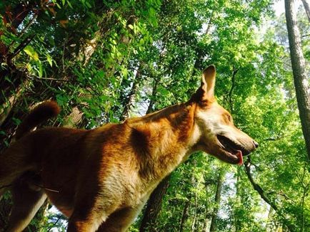 Un câine curajos a salvat întreaga familie de atacul unui rattlenake, umkra