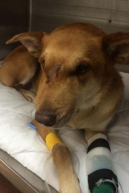 Un câine curajos a salvat întreaga familie de atacul unui rattlenake, umkra