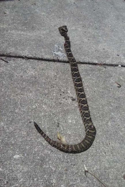 Un câine curajos a salvat întreaga familie de atacul unui rattlenake, umkra