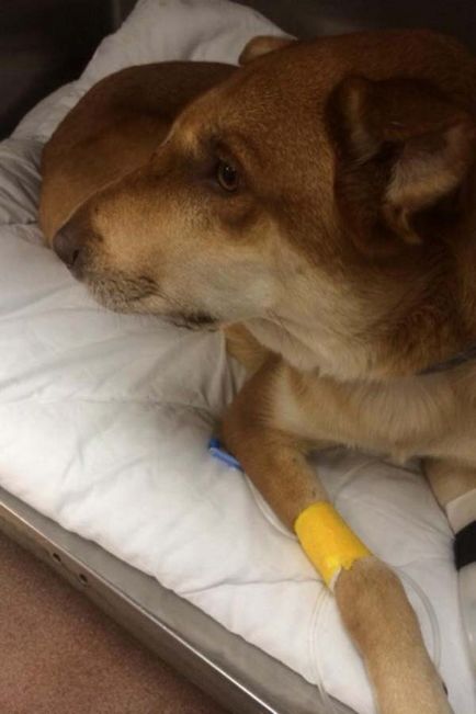 Un câine curajos a salvat întreaga familie de atacul unui rattlenake, umkra