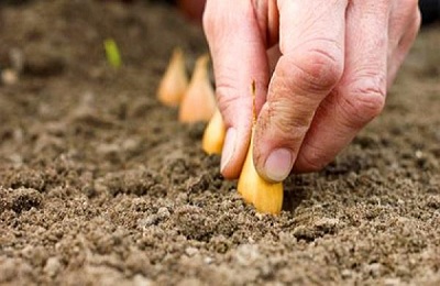 Озима цибуля сорту для посадки під зиму