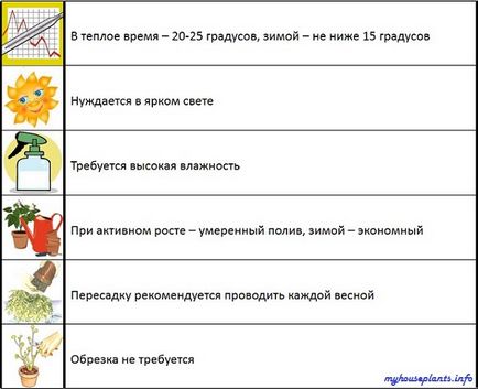 Папайя - мої кімнатні рослини