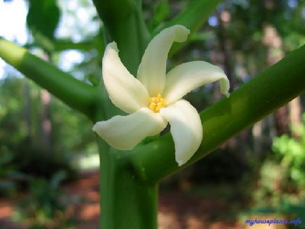 Papaya - plantele mele de interior