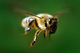 Bee Podmore, a háziállatok