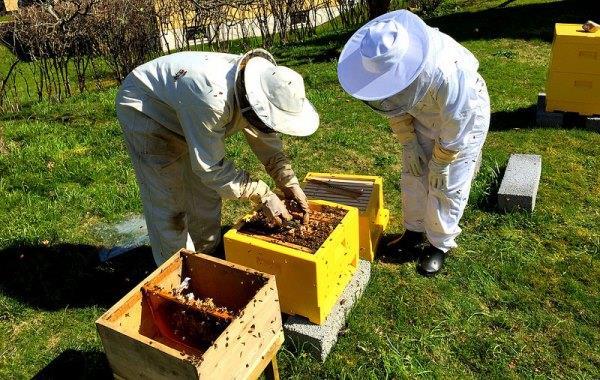 Apicultura ca o afacere cu unde să înceapă și cum să reușești