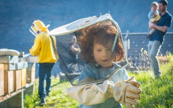 Apicultura ca o afacere cu unde să înceapă și cum să reușești