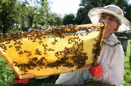 Apicultura în legile din Bascortostan 2015, toate pentru începători