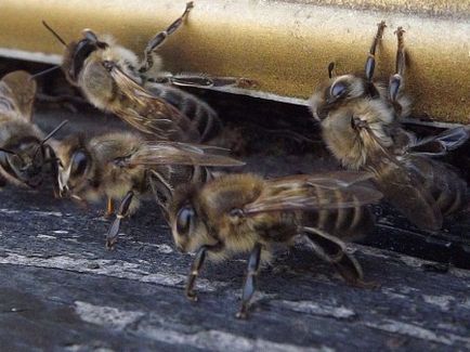 Бджільництво в Башкирії закони 2015 року, все для початківців