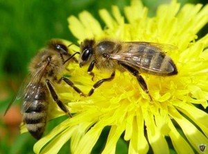 Apicultura în Bashkortostan - agricultura ca o afacere