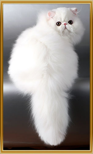 Персидська кішка хмара щастя