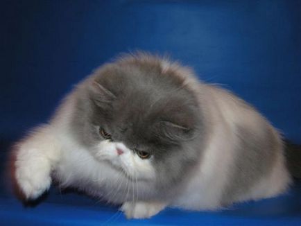Персидська кішка хмара щастя