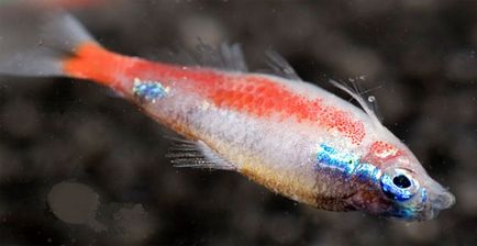 Plystiphorosis sau boala neonului de pește