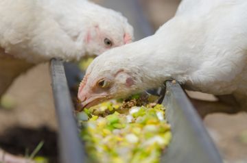 De ce puii cresc grav greutatea si cum sa le hraneasca pentru cresterea in greutate