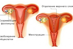 De ce menstruumul trece cheaguri întunecate