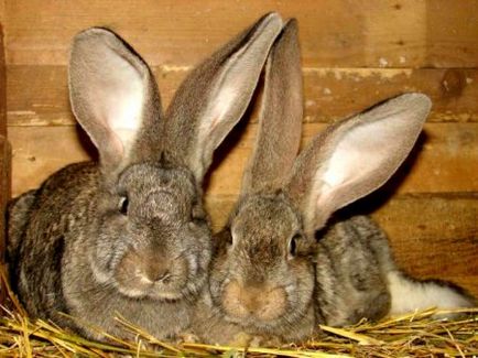 Порода кроликів фландр