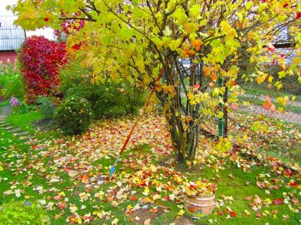 Ültetés virágok ősszel - mi, miért és hogyan kell ültetni