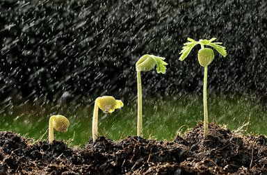 Plantarea florilor in toamna - ce, de ce si cum sa plantezi