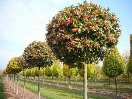 Plantarea florilor in toamna - ce, de ce si cum sa plantezi