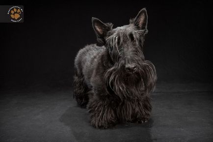 Fotografiile uimitoare ale câinilor negri, cărora superstițiile sunt creditate cu o reputație proastă