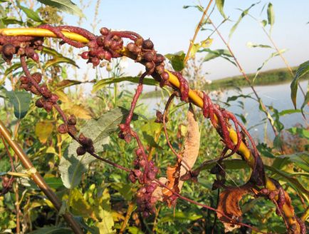 Cuscuta europaea, leírás és gyógyászati ​​tulajdonságai aranka, használják a népi gyógyászatban és a