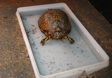 A megfelelő táplálkozás teknősök cikk
