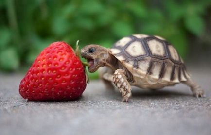 A megfelelő táplálkozás teknősök cikk