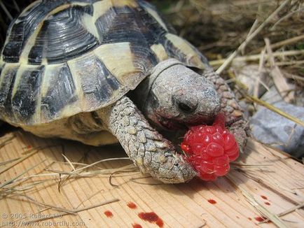 Nutriția corectă a țestoaselor, articolelor